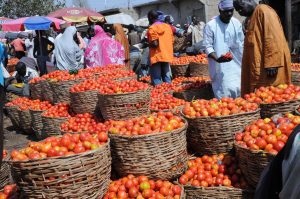 tomatoes