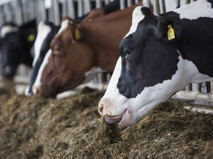 Dairy industry