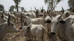 RUGA
