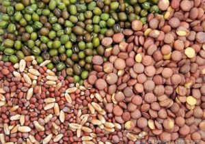 Seeds