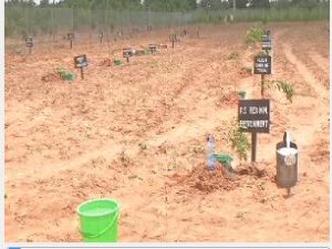 Three planting2