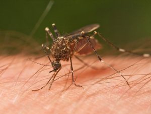 More than 1,800 dead as malaria ‘epidemic’ rages in Burundi – UN