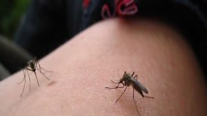 2,500 cases of dengue fever reported in Fiji this year