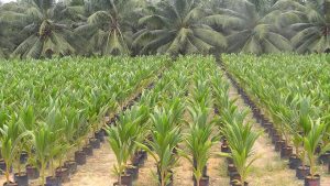 Coconut-1