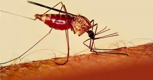 malaria_special