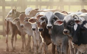 livestock