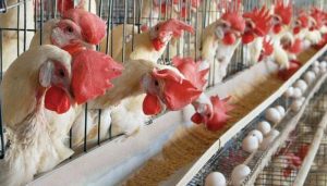 Livestock farming