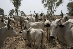 Cattle theft