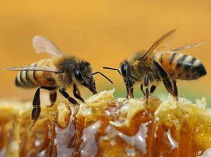 bee4