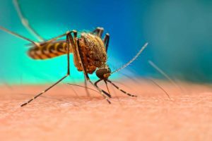 Malaria_750x499