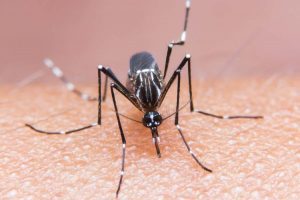 Mosquito_750x499