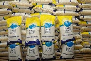 Lake Rice