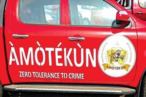 Latest Breaking News about anti Open Grazing Law: Amotekun arrest 3 Herdsmen, 58 Cows in Ondo