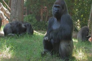 COVID-19: Gorillas at Atlanta Zoo test positive