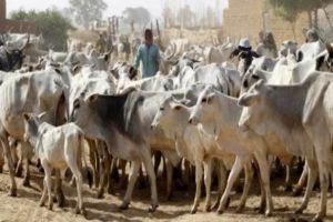 Open grazing ban: 11 Southern States fail to meet deadline, 6 comply