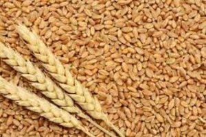 Latest Breaking Business News in Nigeria Today: CBN to put Wheat on FOREX restriction prohibition List
