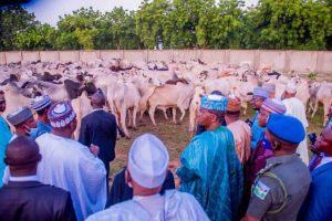 Latest Breaking news about Cattle Rustling :n Zamfara, Security Agents recover 185 stolen Cattle