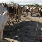 Missing Live stocks in Adiya Farm Not Rustle Says Police