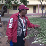 NDLEA uncovers cannabis farm in Benue, arrests six