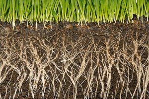 Agro App