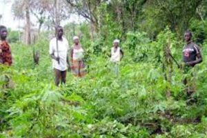 Kwara Farming