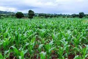 Farmer on Food Price Inflation