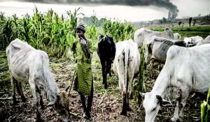 Gov Ganduje renews efforts to ending farmer-herder conflict, sets up committee