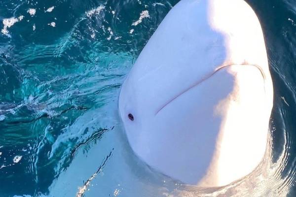 Orphaned baby beluga lost and found