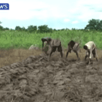 Farmers, Investors urged to undertake climate smart farming