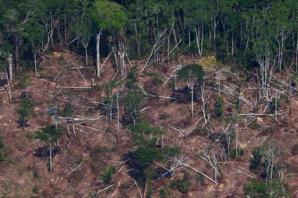 Desmatamento na Amazônia cai 33,6% em janeiro-junho