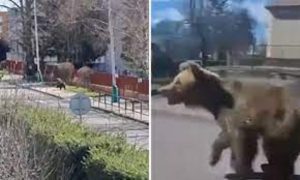 download – 2024-03-18T161746.262