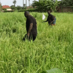 Benue farmers call on govt. to intervene in herder crisis Farmers in Benue State have called on the state government to intervene in the farmers herders crisis as this is one way to ensure food security in the state. This call is a reaction to the public order given by the State government on farming on empty unfenced plots of land. On the 27th of May, the Benue Government issued an executive order pursuant to section 14 (2) of the 1999 constitution as amended, and section 10 of the Public Order Act (CAP. 382) laws of the federation of Nigeria 2004. It says all acts in violation of this Public Order in the State are prohibited, and any person found perpetrating these acts shall be punished accordingly. One of the order is Farming on empty unfenced plots of land or in front of any premise This particular order has generated various reactions from farmers, especially those who find it hard to farm in the hinterlands. It’s expected that the Benue State Government will look into these issues to prevent food insecurity as a result of farmer’s inability to cultivate their farmlands within the metropolis.