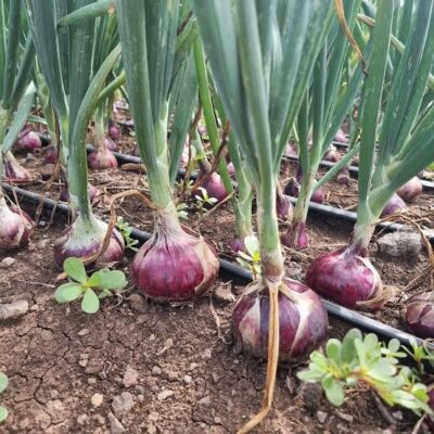 fd191618-3bb0-474c-9e25-5038caf95164