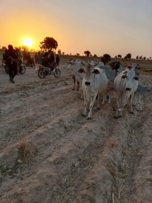 Cattle Rustling Attempt in Zamfara