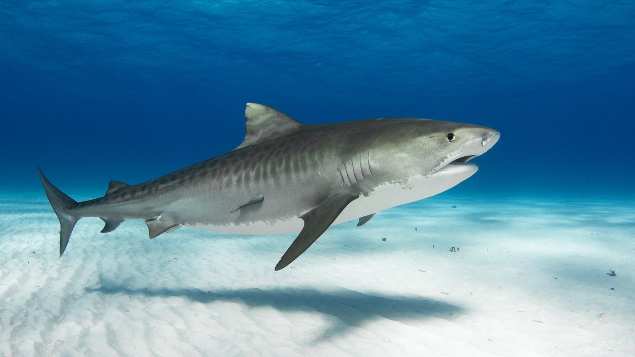 Scientists Blame Partying Tourists as Sharks Test Positive for Cocaine in Bahamas