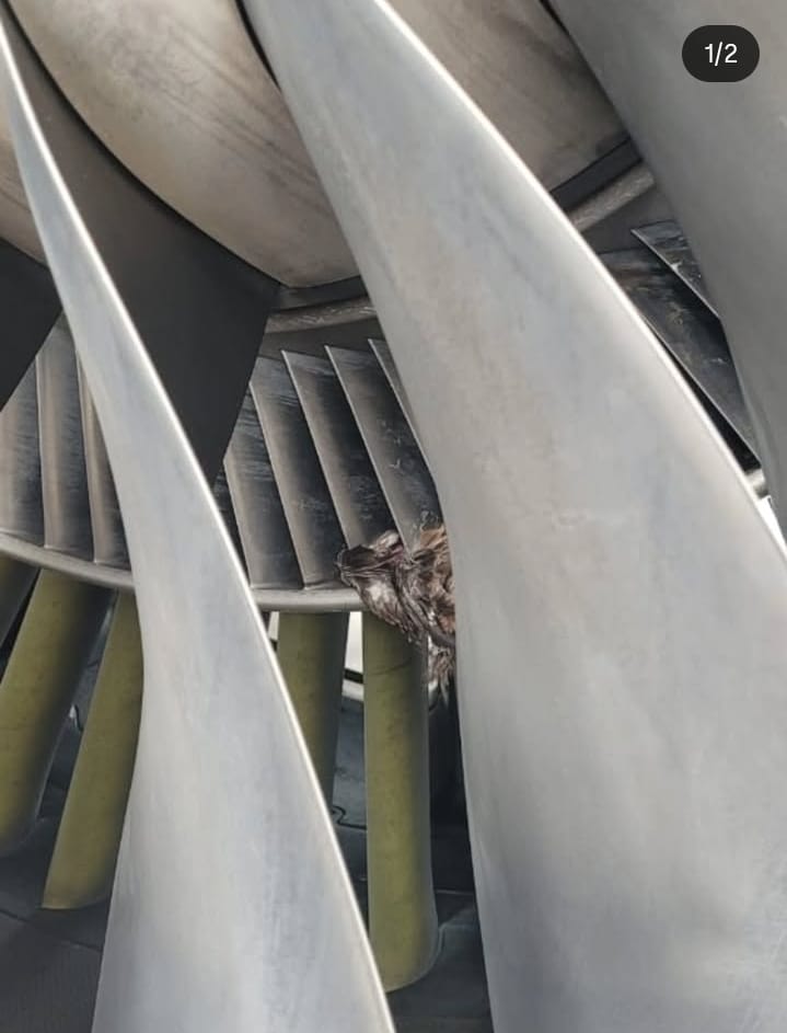 Colisión de aves obliga a aterrizar a los aviones de United Nigeria Airlines