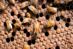 France backed a bill reintroducing two pesticides critics say harm bees.