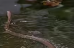 Snakes
